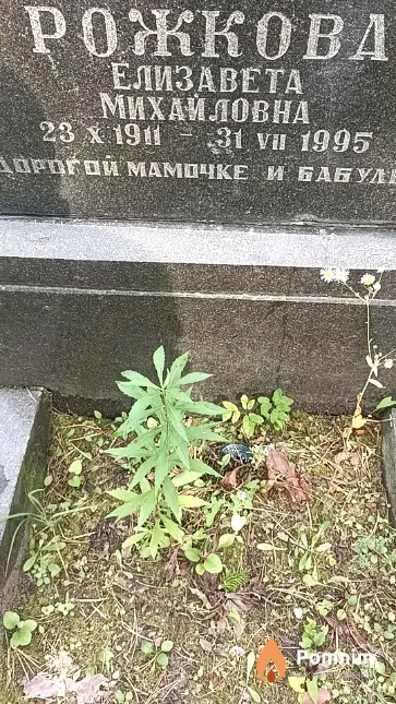 Рожкова Елизавета Михайловна