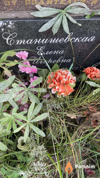 Станишевская Елена Игоревна