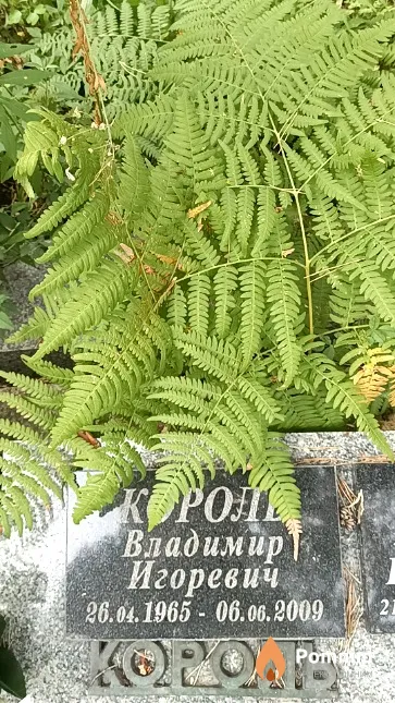 Король Владимир Игоревич