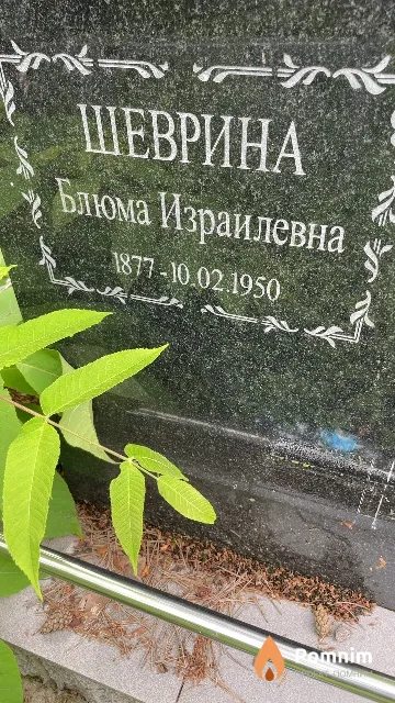 Шеврина Блюма Израилевна