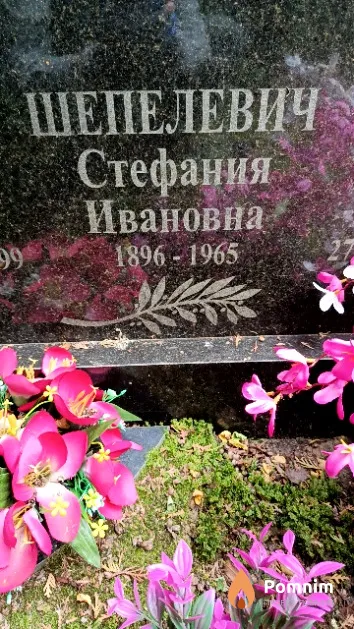 Шепелевич Стефания Ивановна