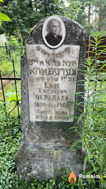 Черепаха Ейне Хаимович