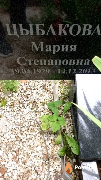 Цыбакова Мария Степановна