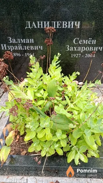 Данилевич Залман Израйлевич