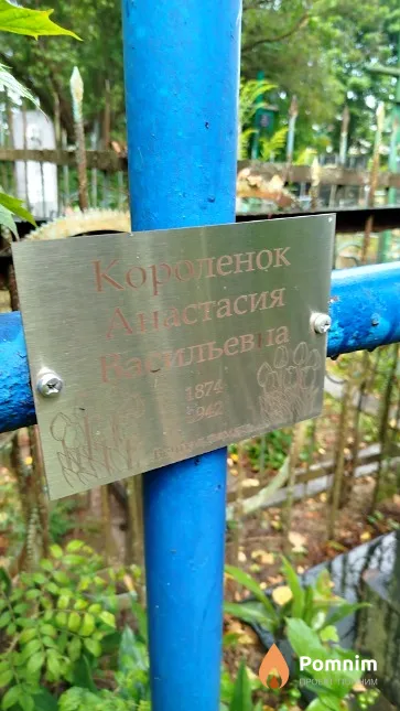 Королёнок Анастасия Васильевна