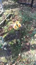 Захоронение ID 189504