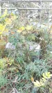 Захоронение ID 189893