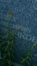 Захоронение ID 188552