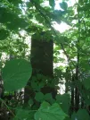 Захоронение ID 194910
