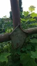 Захоронение ID 194152