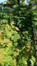 Захоронение ID 194504