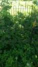 Захоронение ID 194562