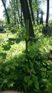 Захоронение ID 194615