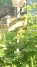 Захоронение ID 194669