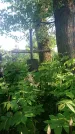 Захоронение ID 194686