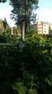 Захоронение ID 194706