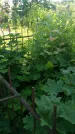 Захоронение ID 194736