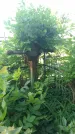 Захоронение ID 194758