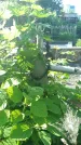 Захоронение ID 194809