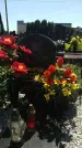 Захоронение ID 195008