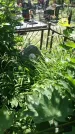 Захоронение ID 195083