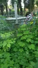 Захоронение ID 195113