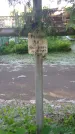 Захоронение ID 195119
