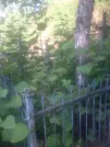 Захоронение ID 193661