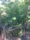 Захоронение ID 193664