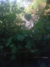 Захоронение ID 193666