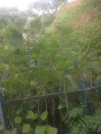 Захоронение ID 193682