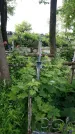 Захоронение ID 195376