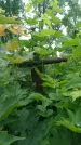 Захоронение ID 195418