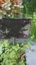 Захоронение ID 195556
