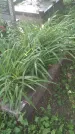 Захоронение ID 195644