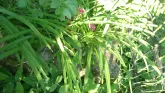Захоронение ID 195851
