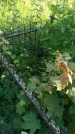 Захоронение ID 195882