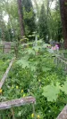 Захоронение ID 196149