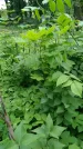 Захоронение ID 196166