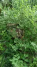Захоронение ID 196194