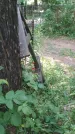 Захоронение ID 196387