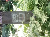 Захоронение ID 196522