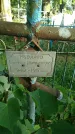 Захоронение ID 196658