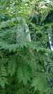 Захоронение ID 196709