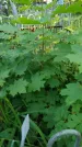 Захоронение ID 196743