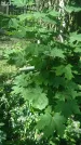 Захоронение ID 196805
