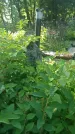 Захоронение ID 196820
