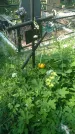 Захоронение ID 196921