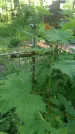 Захоронение ID 196927