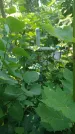 Захоронение ID 196929